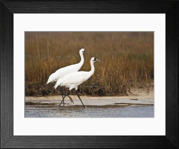 Framed Print : whooping crane (Grus americana) adult at Aransas National Wildlife Refuge, Texas Framed Print : whooping crane (Grus americana) adult at Aransas National Wildlife Refuge, Texas