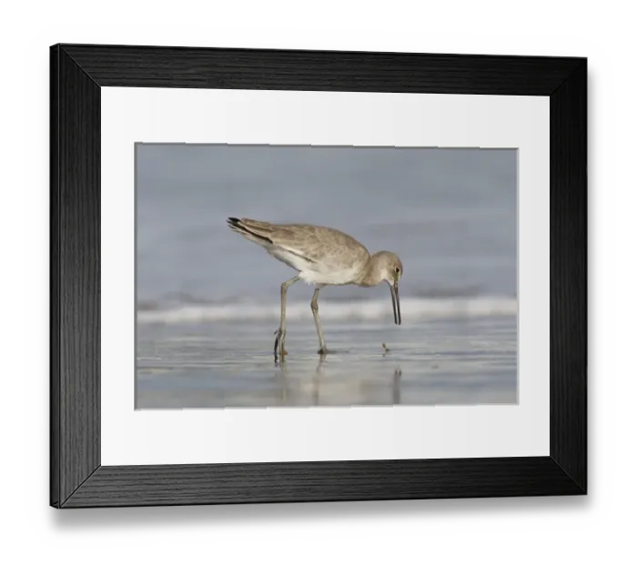 Framed Print : Willet (Catoptrophorus semipalmatus) feeding in surg, Gulf of Mexico, Texas, USA Framed Print : Willet (Catoptrophorus semipalmatus) feeding in surg, Gulf of Mexico, Texas, USA