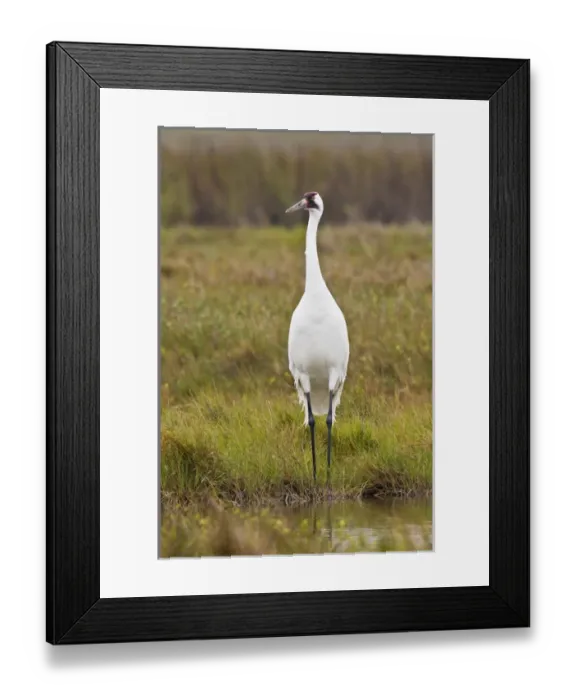 Framed Print : whooping crane (Grus americana) adult at Aransas National Wildlife Refuge, Texas Framed Print : whooping crane (Grus americana) adult at Aransas National Wildlife Refuge, Texas