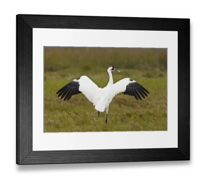 Framed Print : whooping crane (Grus americana) adult at Aransas National Wildlife Refuge, Texas