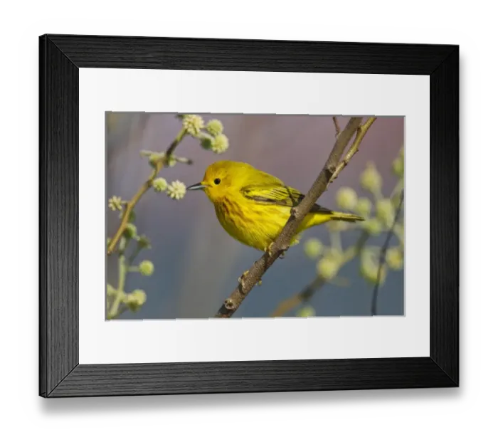 Framed Print : Yellow Warbler (Dendroica petechia) male feeding on insects during spring migration