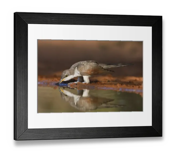 Framed Print : Yellow-billed Cuckoo (Coccyzus americanus) drinking, Texas, USA, spring Framed Print : Yellow-billed Cuckoo (Coccyzus americanus) drinking, Texas, USA, spring