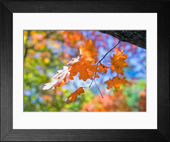 Framed Print : USA, Texas, Guadalupe Mountains National Park. Autumn colors in Guadalupe Mountains National Park Framed Print : USA, Texas, Guadalupe Mountains National Park. Autumn colors in Guadalupe Mountains National Park