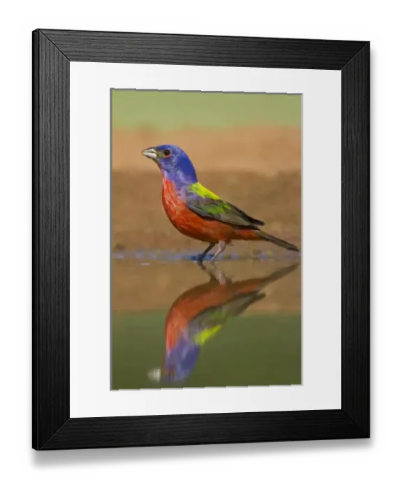 Framed Print : Painted Bunting (Passerina ciris) male bathing and drinking Framed Print : Painted Bunting (Passerina ciris) male bathing and drinking