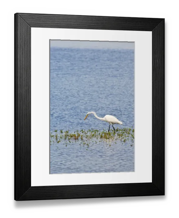 Framed Print : Texas, Port Aransas. Great white egret at the Aransas National Wildlife Refuge Framed Print : Texas, Port Aransas. Great white egret at the Aransas National Wildlife Refuge