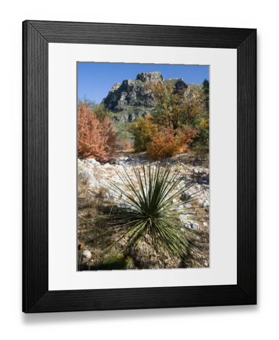 Framed Print : USA, Texas, Guadalupe Mountains National Park. Autumn colors in Guadalupe Mountains National Park Framed Print : USA, Texas, Guadalupe Mountains National Park. Autumn colors in Guadalupe Mountains National Park