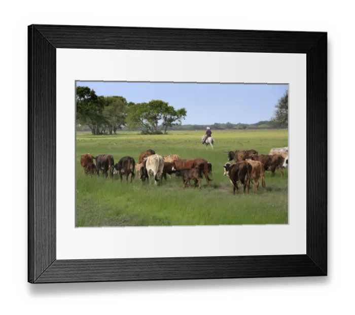 Framed Print : Rounding up of Braford cattle, Seadrift, TX Framed Print : Rounding up of Braford cattle, Seadrift, TX