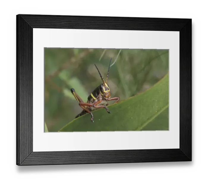Framed Print : NA, USA, Texas, Rio Grande valley Rainbow grasshopper (Dactylotum bicolor)