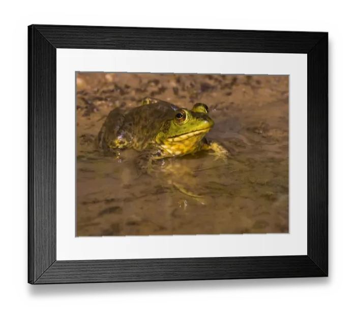 Framed Print : Bronze Frog, Rana clamitans clamitans, Welder Flats, Texas Framed Print : Bronze Frog, Rana clamitans clamitans, Welder Flats, Texas