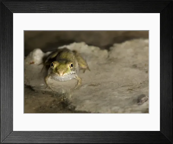 Framed Print : Baby southern leopard frog, Rana sphenocephala, Welder flats, Texas