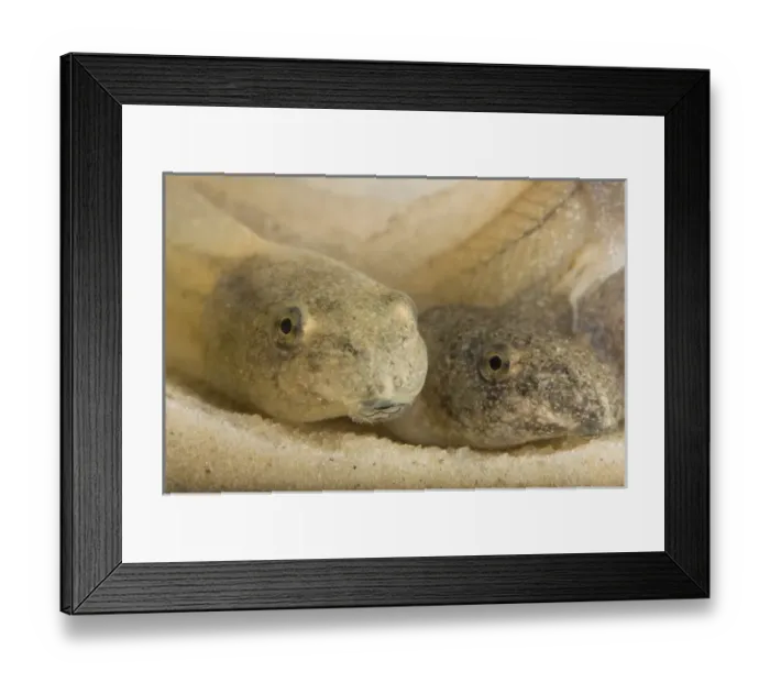 Framed Print : Tadpoles in second stage, Coastal Bend, Texas Framed Print : Tadpoles in second stage, Coastal Bend, Texas