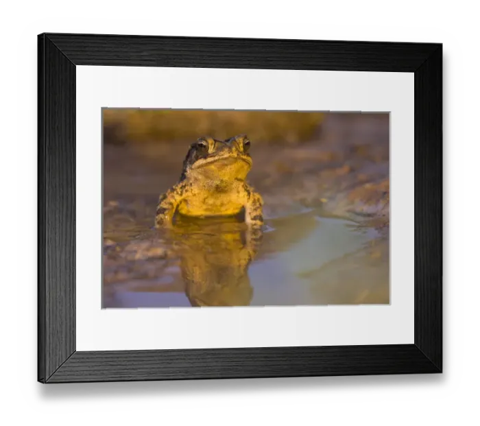 Framed Print : Gulf Coast Toad, Bufo valliceps, Texas coastline