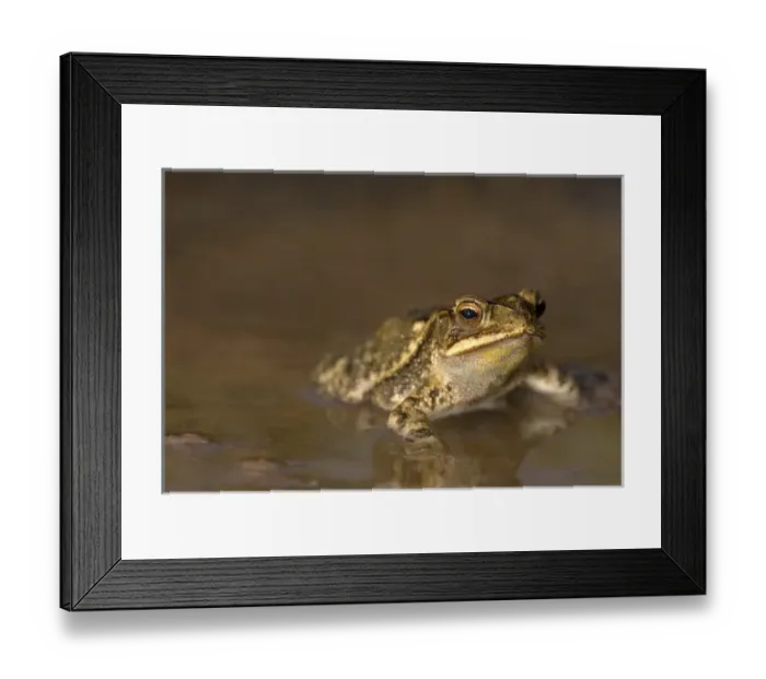 Framed Print : Gulf Coast Toad, Bufo valliceps, Texas coastline Framed Print : Gulf Coast Toad, Bufo valliceps, Texas coastline