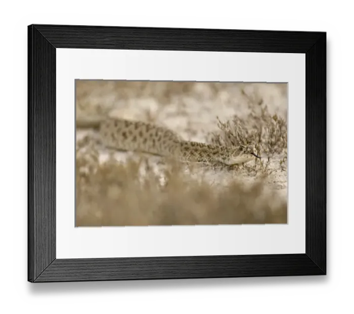 Framed Print : Western Diamondback Rattlesnake, Crotelus atrox, Welder Flats, TX Framed Print : Western Diamondback Rattlesnake, Crotelus atrox, Welder Flats, TX