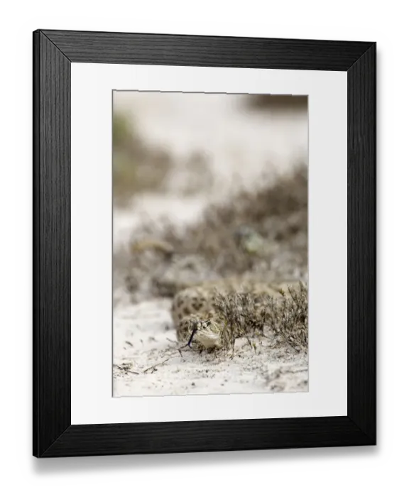 Framed Print : Western Diamondback Rattlesnake, Crotelus atrox, Welder Flats, TX Framed Print : Western Diamondback Rattlesnake, Crotelus atrox, Welder Flats, TX