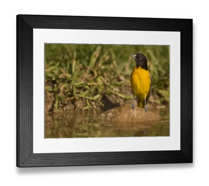 Framed Print : Baltimore Oriole at waterhole, Icterus galbula, Coastal Texas Framed Print : Baltimore Oriole at waterhole, Icterus galbula, Coastal Texas