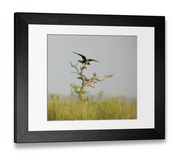 Framed Print : Crested Caracara, Caracara cheriway, Welder flats, Texas