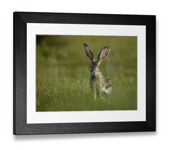 Framed Print : Black-tailed Jackrabbit, Lepus californicus, wild, Welder flats, Texas Framed Print : Black-tailed Jackrabbit, Lepus californicus, wild, Welder flats, Texas