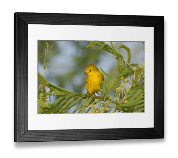Framed Print : male, South Padre Island, Texas, USA, May 2005 Framed Print : male, South Padre Island, Texas, USA, May 2005