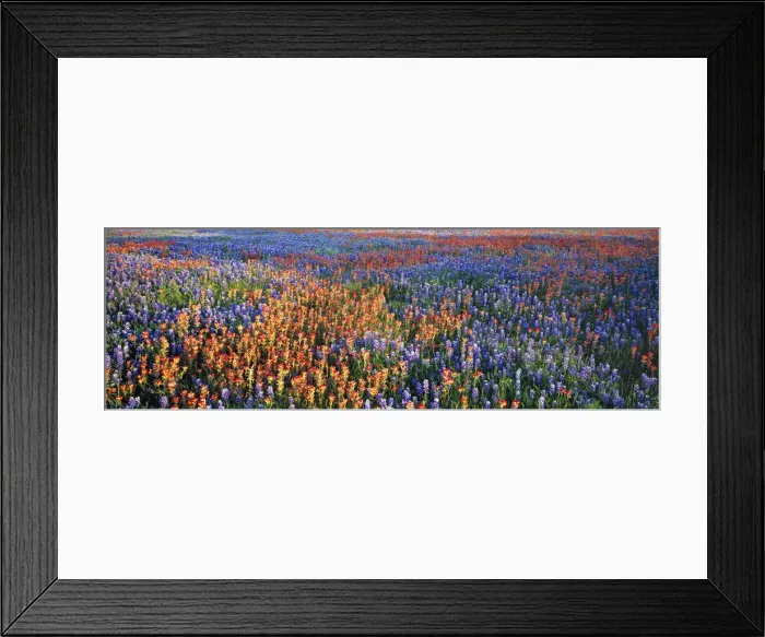Framed Print : USA, Texas, Llano. A colorful pattern is created by bluebonnets and redbonnets in Framed Print : USA, Texas, Llano. A colorful pattern is created by bluebonnets and redbonnets in