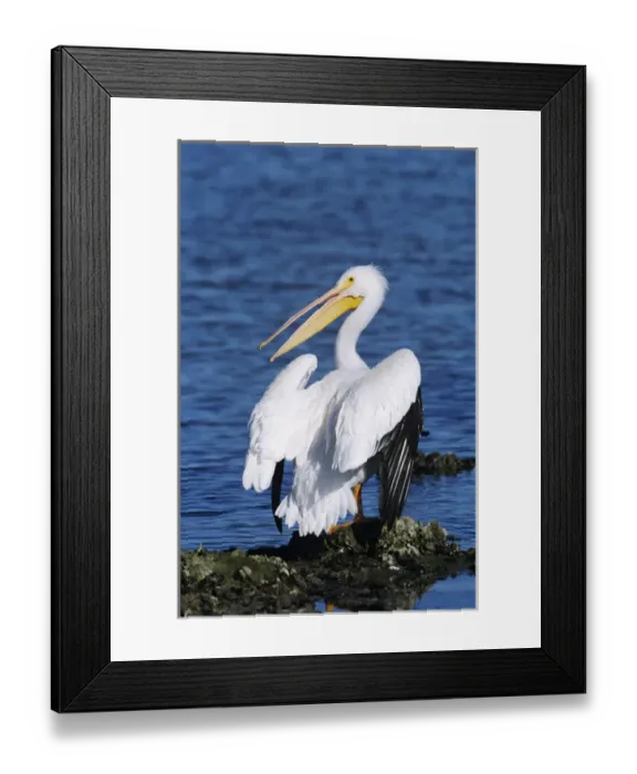 Framed Print : American White Pelican, Pelecanus erythrorhynchos, adult, Rockport, Texas, USA, December