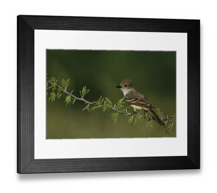Framed Print : Ash-throated Flycatcher, Myiarchus cinerascens, adult, Starr County, Rio Grande Valley Framed Print : Ash-throated Flycatcher, Myiarchus cinerascens, adult, Starr County, Rio Grande Valley