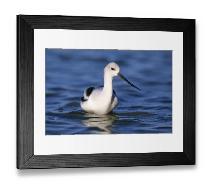 Framed Print : American Avocet, Recurvirostra americana, adult winter plumage, Rockport, Texas, USA Framed Print : American Avocet, Recurvirostra americana, adult winter plumage, Rockport, Texas, USA