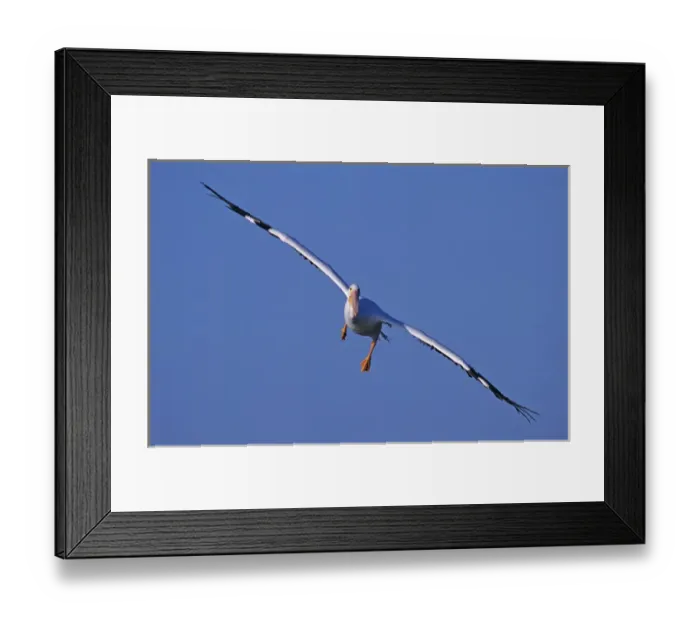 Framed Print : American White Pelican, Pelecanus erythrorhynchos, adult in flight, Rockport, Texas Framed Print : American White Pelican, Pelecanus erythrorhynchos, adult in flight, Rockport, Texas