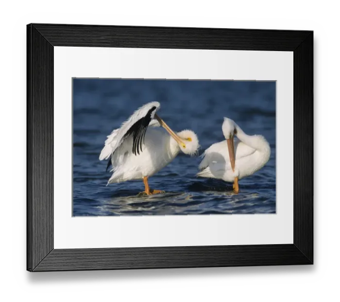 Framed Print : American White Pelican, Pelecanus erythrorhynchos, adults preening, Rockport, Texas Framed Print : American White Pelican, Pelecanus erythrorhynchos, adults preening, Rockport, Texas