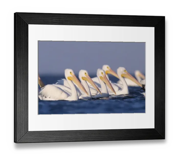 Framed Print : American White Pelican, Pelecanus erythrorhynchos, group swimming, Rockport, Texas Framed Print : American White Pelican, Pelecanus erythrorhynchos, group swimming, Rockport, Texas