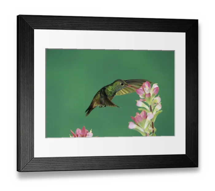 Framed Print : Buff-bellied Hummingbird, Amazilia yucatanenensis, adult feeding on Indian Paintbrush Framed Print : Buff-bellied Hummingbird, Amazilia yucatanenensis, adult feeding on Indian Paintbrush