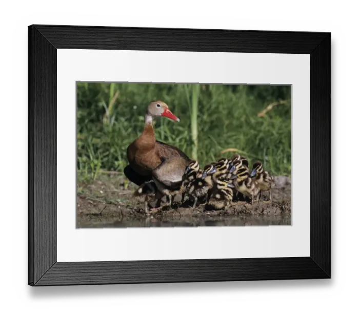 Framed Print : Black-bellied Whistling-Duck, Dendrocygna autumnalis, female with young, Lake Corpus Christi Framed Print : Black-bellied Whistling-Duck, Dendrocygna autumnalis, female with young, Lake Corpus Christi