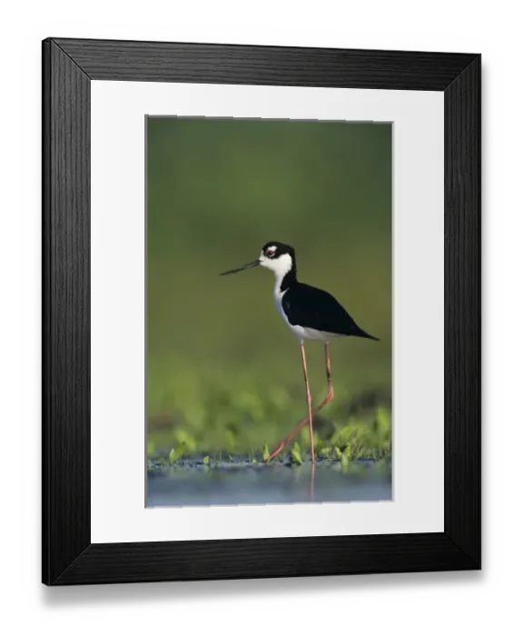 Framed Print : Black-necked Stilt, Himantopus mexicanus, adult, Lake Corpus Christi, Texas, USA, May 2003 Framed Print : Black-necked Stilt, Himantopus mexicanus, adult, Lake Corpus Christi, Texas, USA, May 2003