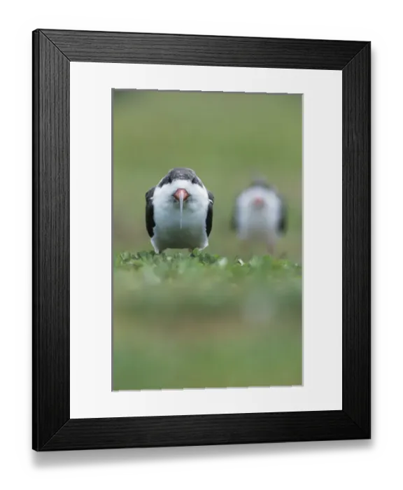 Framed Print : Black Skimmer, Rynchops niger, adults, Rockport, Texas, USA, December 2003