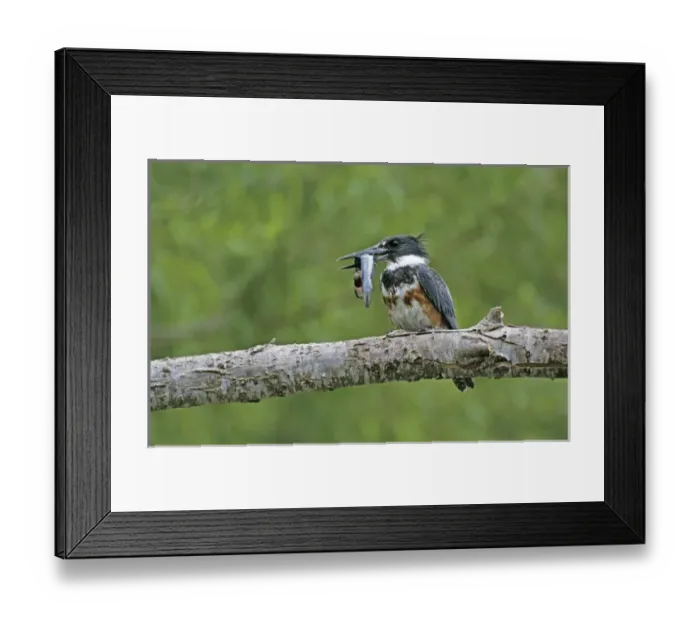 Framed Print : Belted Kingfisher, Megaceryle alcyon, young with Catfish, Starr County, Rio Grande Valley Framed Print : Belted Kingfisher, Megaceryle alcyon, young with Catfish, Starr County, Rio Grande Valley