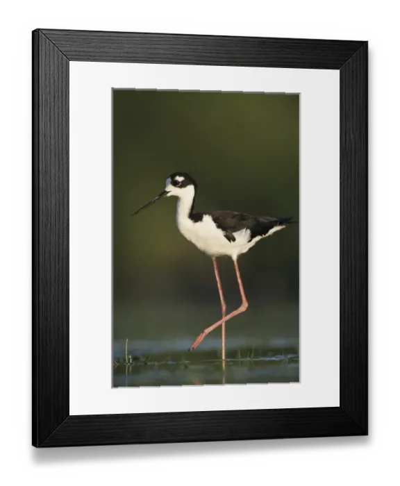 Framed Print : Black-necked Stilt, Himantopus mexicanus, adult, Lake Corpus Christi, Texas, USA, May 2003 Framed Print : Black-necked Stilt, Himantopus mexicanus, adult, Lake Corpus Christi, Texas, USA, May 2003