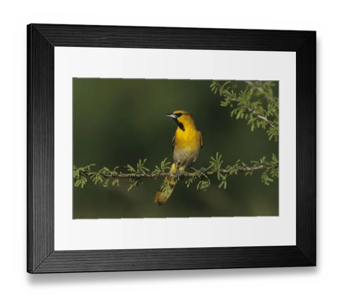 Framed Print : Bullocks Oriole, Icterus bullockii, male, Starr County, Rio Grande Valley, Texas Framed Print : Bullocks Oriole, Icterus bullockii, male, Starr County, Rio Grande Valley, Texas