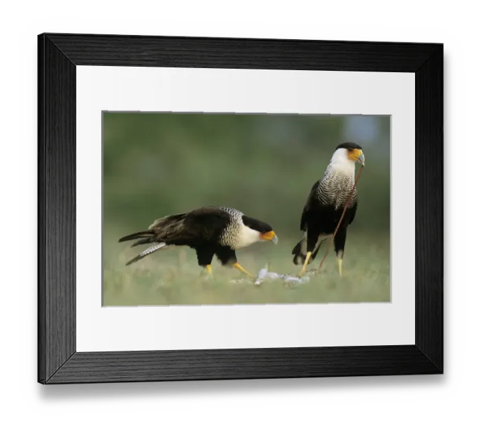 Framed Print : Crested Caracara, Caracara plancus, pair eating on Eastern Cottontail, Starr County Framed Print : Crested Caracara, Caracara plancus, pair eating on Eastern Cottontail, Starr County