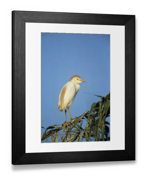 Framed Print : Cattle Egret, Bubulcus ibis, adult breeding plumage, Welder Wildlife Refuge, Sinton Framed Print : Cattle Egret, Bubulcus ibis, adult breeding plumage, Welder Wildlife Refuge, Sinton