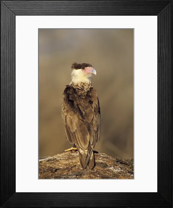 Framed Print : Crested Caracara, Caracara plancus, immature on log, Willacy County, Rio Grande Valley Framed Print : Crested Caracara, Caracara plancus, immature on log, Willacy County, Rio Grande Valley
