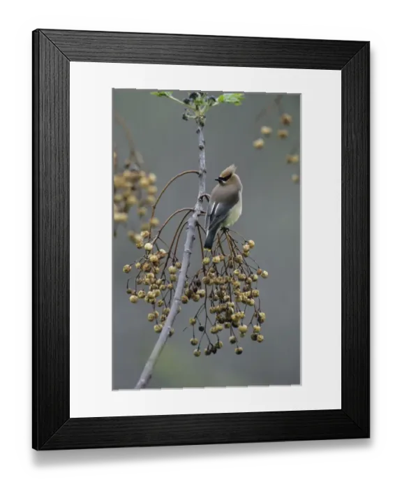 Framed Print : Cedar Waxwing, Bombycilla cedrorum, adult on Chinaberry Tree (Melia azedarach), New Braunfels Framed Print : Cedar Waxwing, Bombycilla cedrorum, adult on Chinaberry Tree (Melia azedarach), New Braunfels