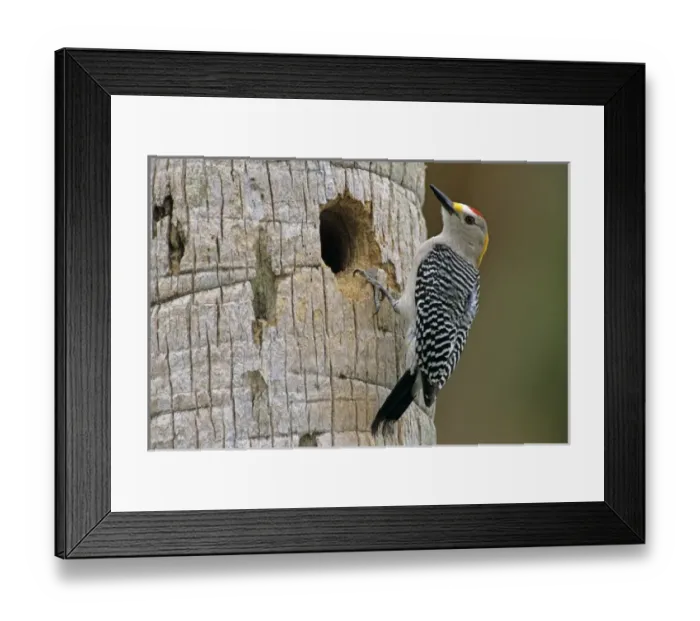Framed Print : Golden-fronted Woodpecker, Melanerpes aurifrons, male at nesting cavity in palm tree
