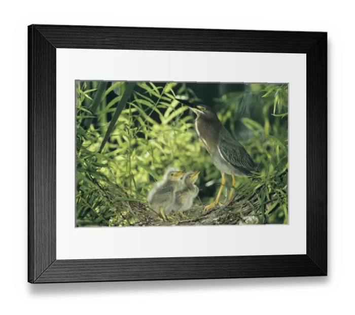 Framed Print : Green Heron, Butorides virescens, adult with young in nest in Willow Tree, Welder Wildlife Refuge