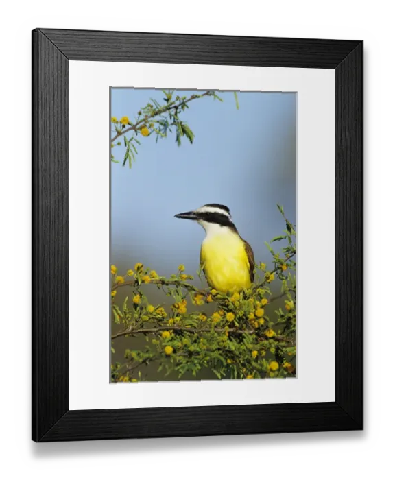 Framed Print : Great Kiskadee, Pitangus sulphuratus, adult on blooming Huisache (Acacia farnesiana) Framed Print : Great Kiskadee, Pitangus sulphuratus, adult on blooming Huisache (Acacia farnesiana)