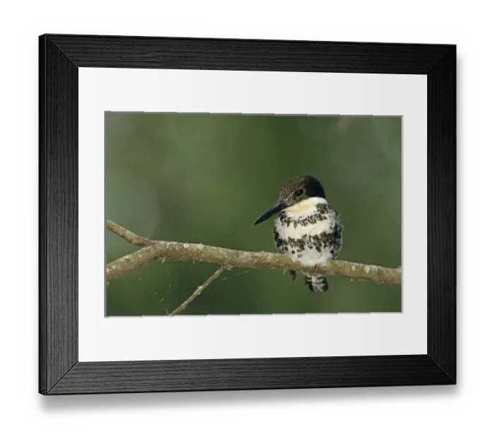 Framed Print : Green Kingfisher, Chloroceryle americana, female, The Inn at Chachalaca Bend, Cameron County Framed Print : Green Kingfisher, Chloroceryle americana, female, The Inn at Chachalaca Bend, Cameron County