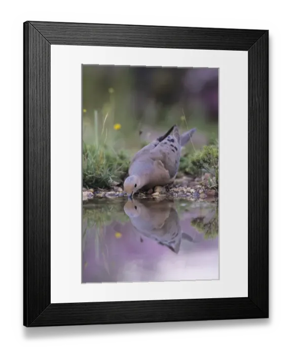 Framed Print : Mourning Dove, Zenaida macroura, adult drinking, Lake Corpus Christi, Texas, USA, May 2003 Framed Print : Mourning Dove, Zenaida macroura, adult drinking, Lake Corpus Christi, Texas, USA, May 2003