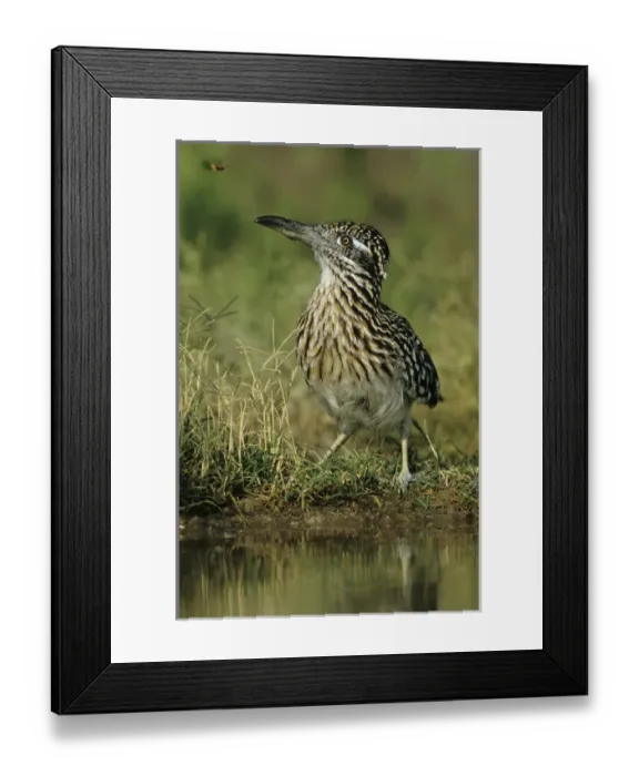 Framed Print : Greater Roadrunner, Geococcyx californianus, adult drinking, Starr County, Rio Grande Valley
