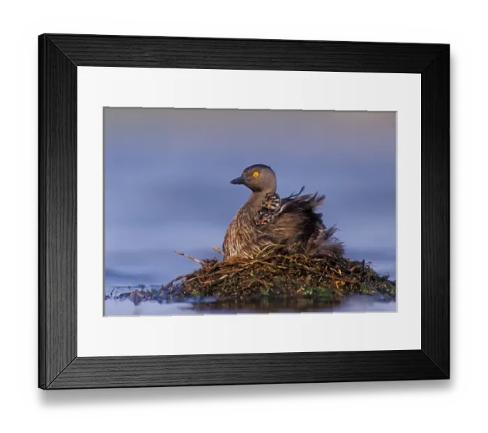 Framed Print : Least Grebe, Tachybaptus dominicus, adult on nest with 1 day old young on back, Lake Corpus Christi
