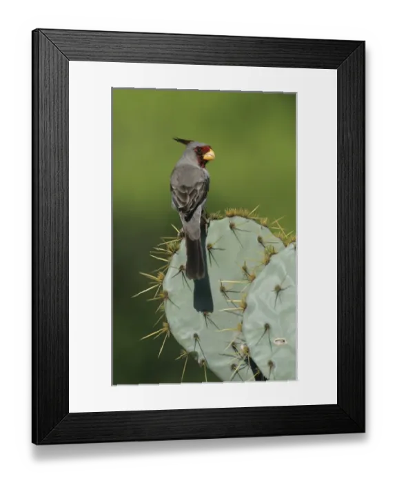 Framed Print : Pyrrhuloxia, Cardinalis sinuatus, male on Texas Prickly Pear Cactus (Opuntia lindheimeri)