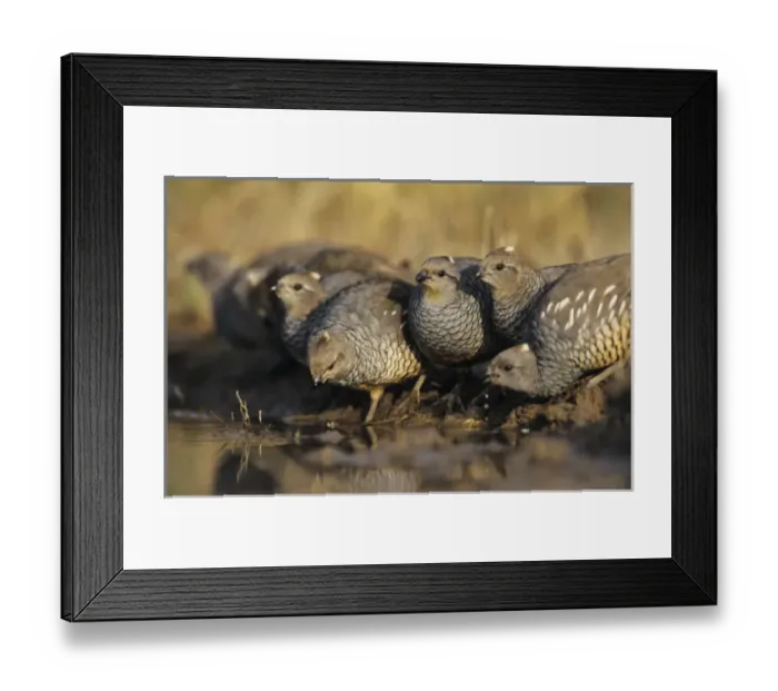 Framed Print : Scaled Quail, Callipepla squamata, group at pond drinking, Starr County, Rio Grande Valley Framed Print : Scaled Quail, Callipepla squamata, group at pond drinking, Starr County, Rio Grande Valley